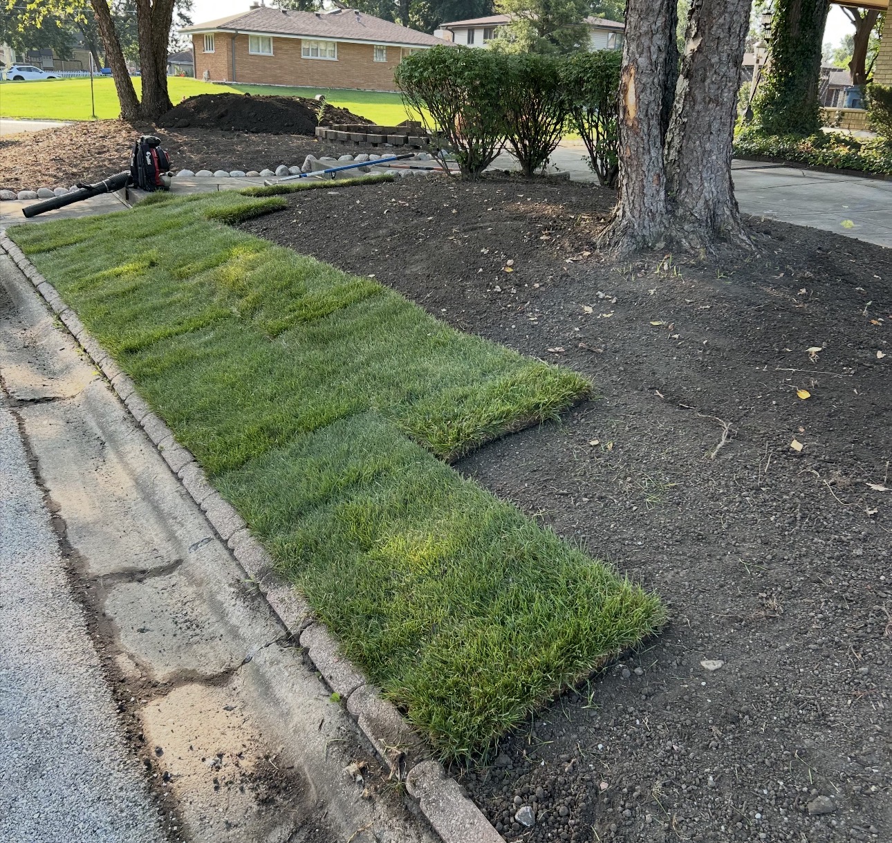 Fresh sod rolls laid along a parkway strip with prepared soil beds around mature trees